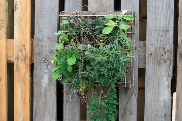 Module falaise pour mur végétal