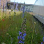 Gros plan d'une fleur sur un toit végétal