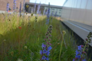 Gros plan d'une fleur sur un toit végétal