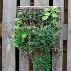 Module falaise pour mur végétal