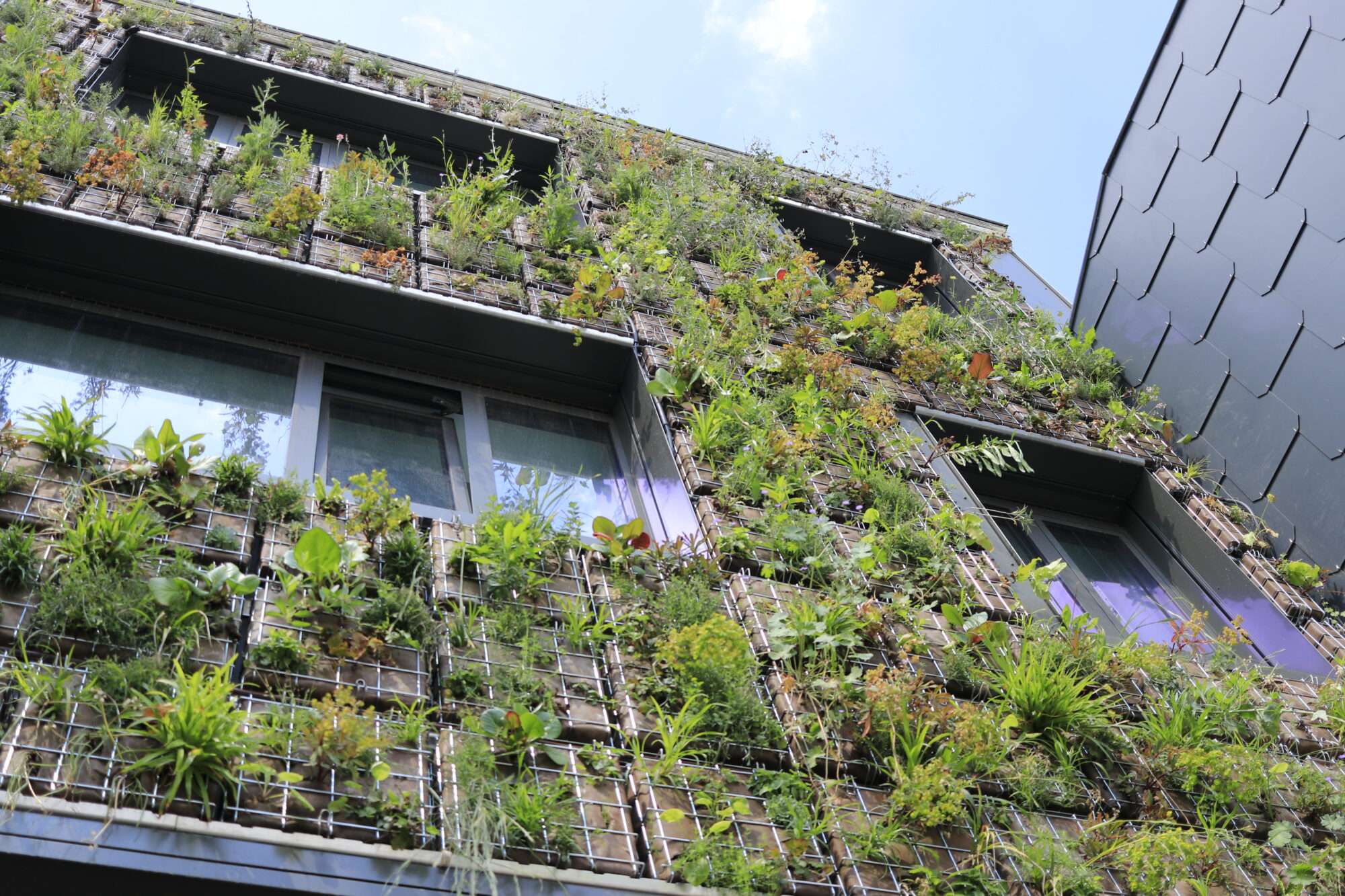 biodiversit-et-v-g-talisation-des-b-timents-et-sites-en-belgique