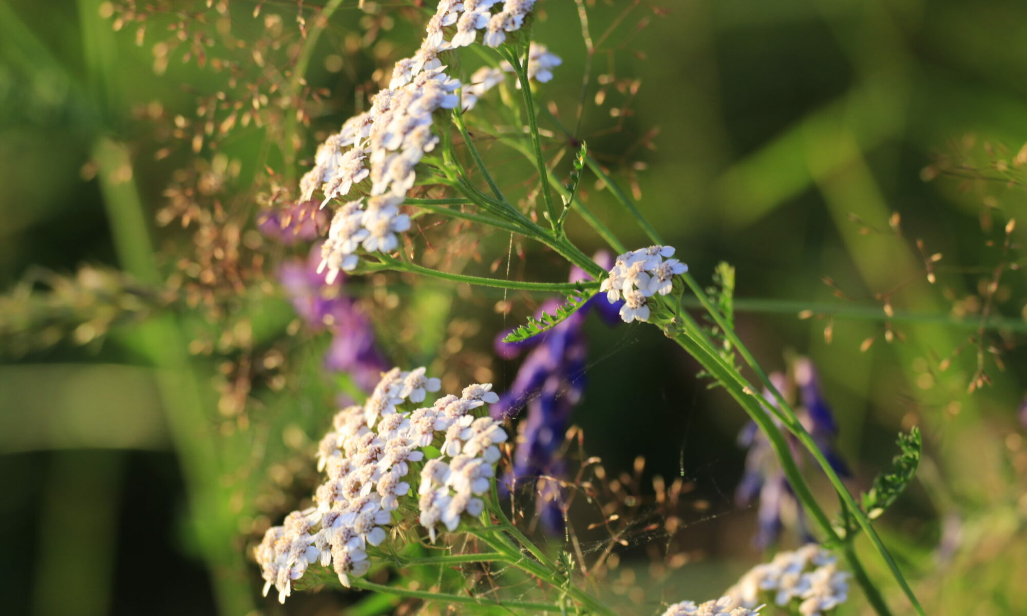 biodiversité