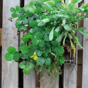 Module fraises et fleurs pour mur végétal