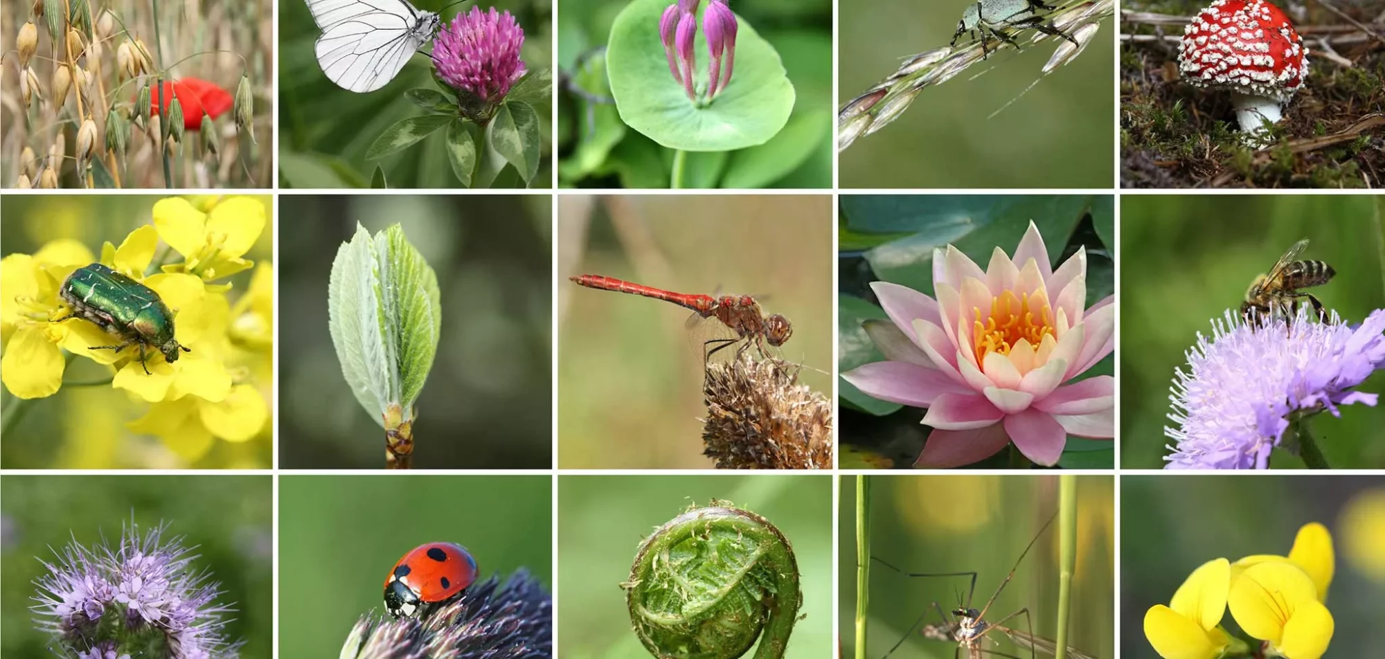 biodiversité - Source MNHN