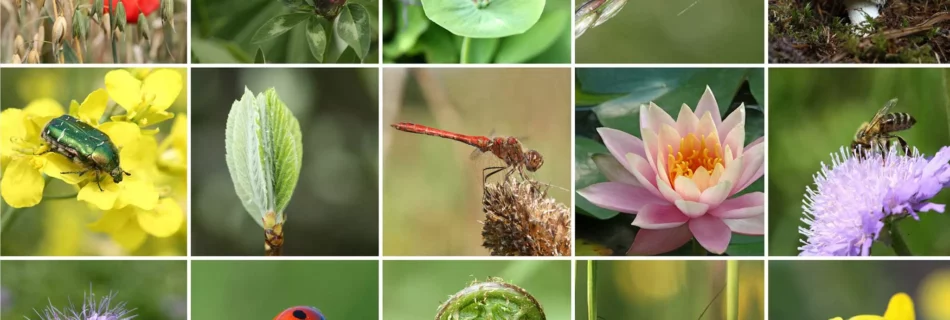 biodiversité - Source MNHN