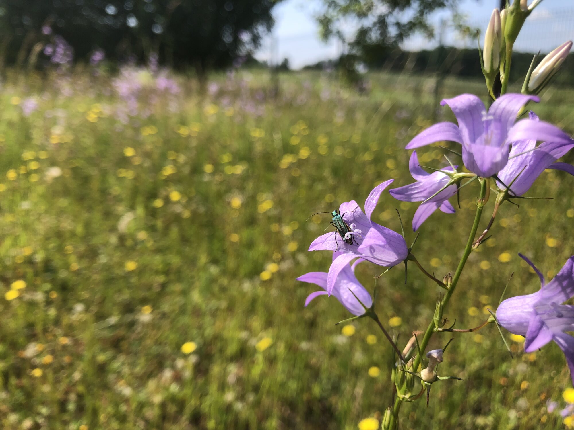 Prairie de fauche Tinlot