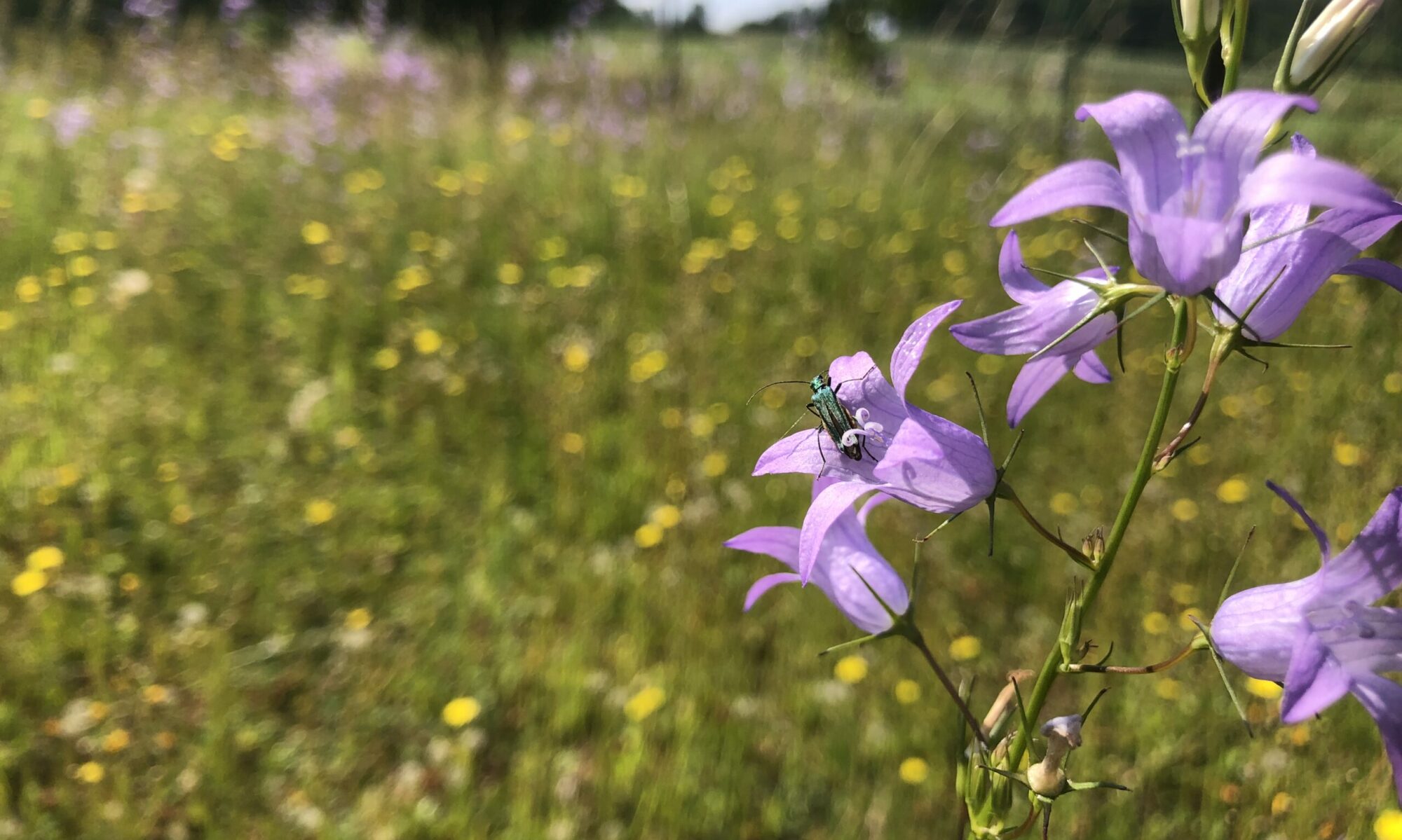 Prairie de fauche Tinlot