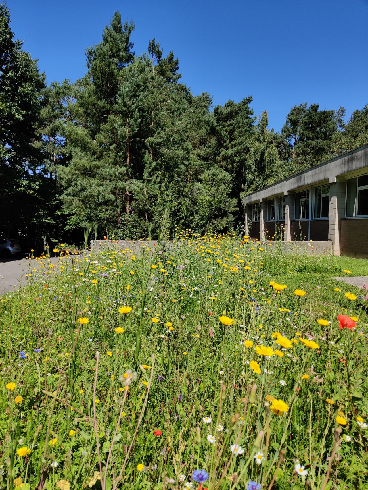 Semis de 1200 m² de prairies fleuries sauvages