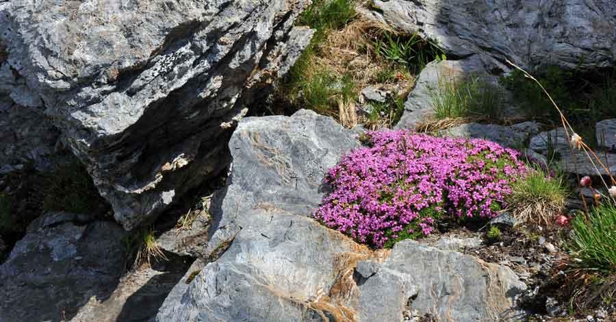 Pourquoi les plantes des milieux extrêmes sont souvent en forme de coussin