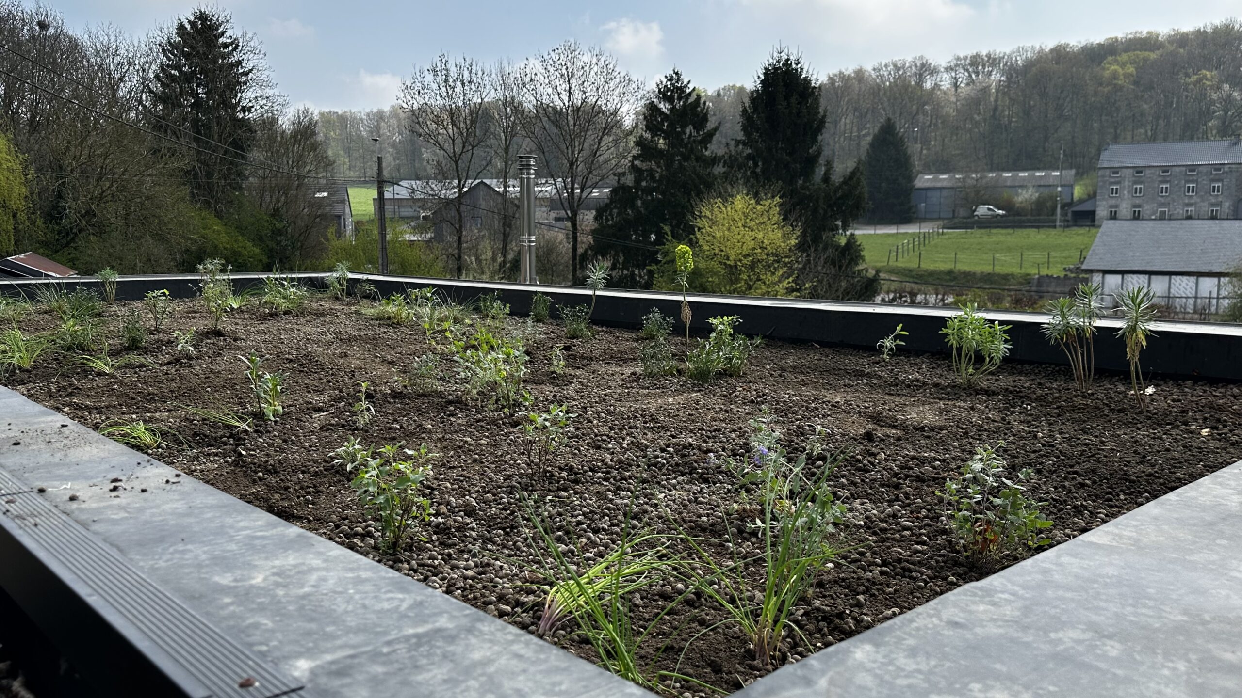 Toiture végétale extensive à Modave