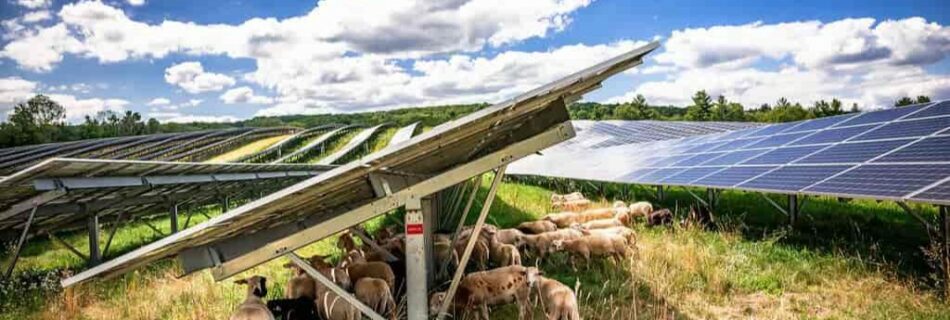 photovoltaisme et biodiversite