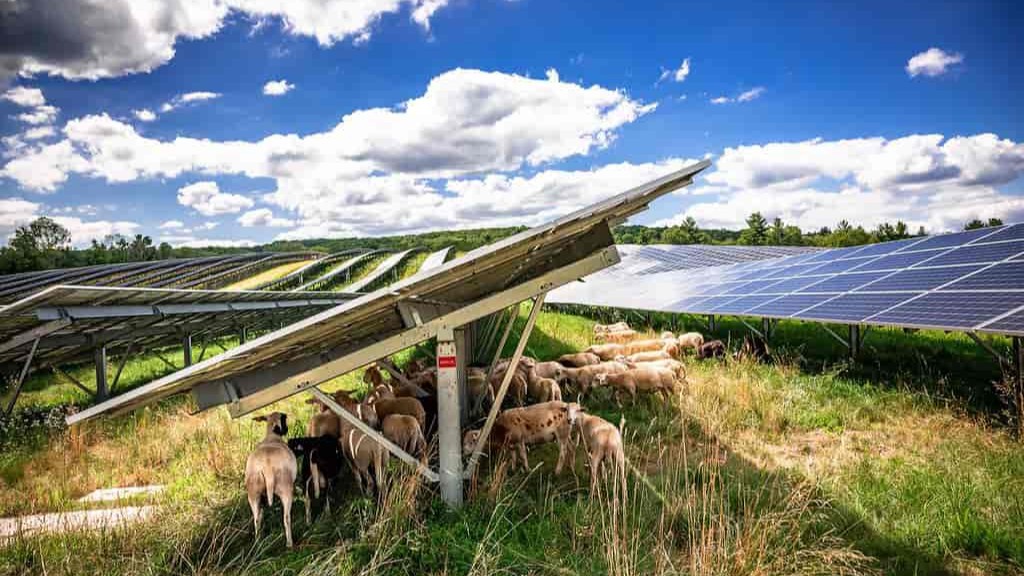 Installations photovoltaïques et biodiversité : état de l’art
